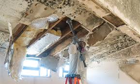 Why You Should Choose Our Mold Remediation Services in Keansburg, NJ